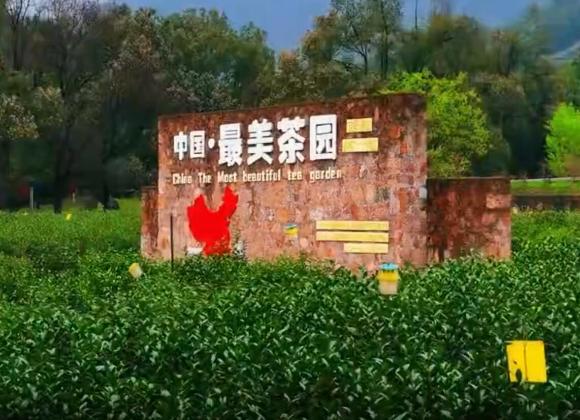 【游舒城】大家好，我是舒城小蘭花。這個(gè)春天，來(lái)舒城茶園，和我來(lái)一場(chǎng)美麗的邂逅